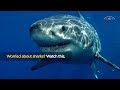 Shark Numbers