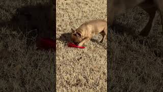 Barkley #frenchbulldog #dogs #viral