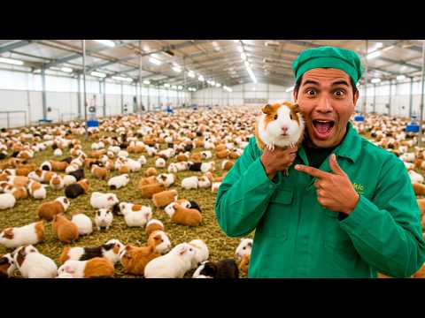 How to Raise Millions of Guinea Pigs? (Meat & Giant Farms in Peru)