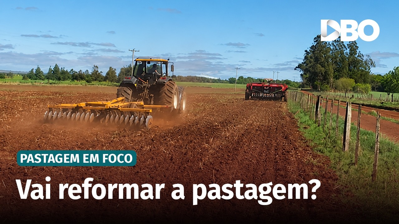 Reforma de pastagem: como evitar erros e acelerar os resultados