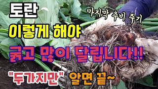 토란수확시기 토란 이렇게 해야 굵고 많이 달립니다 두가지만 알면 쉬워요 토란키우기