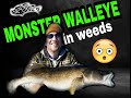 Monster Walleye in the Weeds (Catch and Release Mille Lacs MN)
