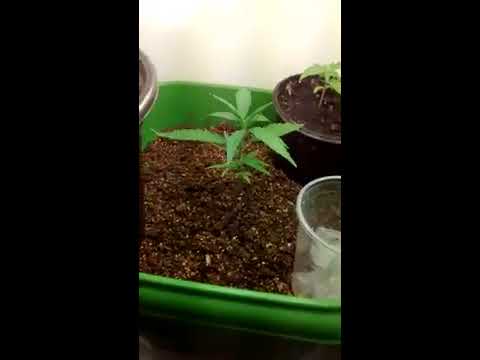 🌱 Cultivo de cannabis medicinal 🔬 Atualização do Grow #Plantarpranãocomprar #Resistência