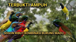 Download lagu Suara pikat sogon dan burung madu lainnya terbukti paling ampuh mp3