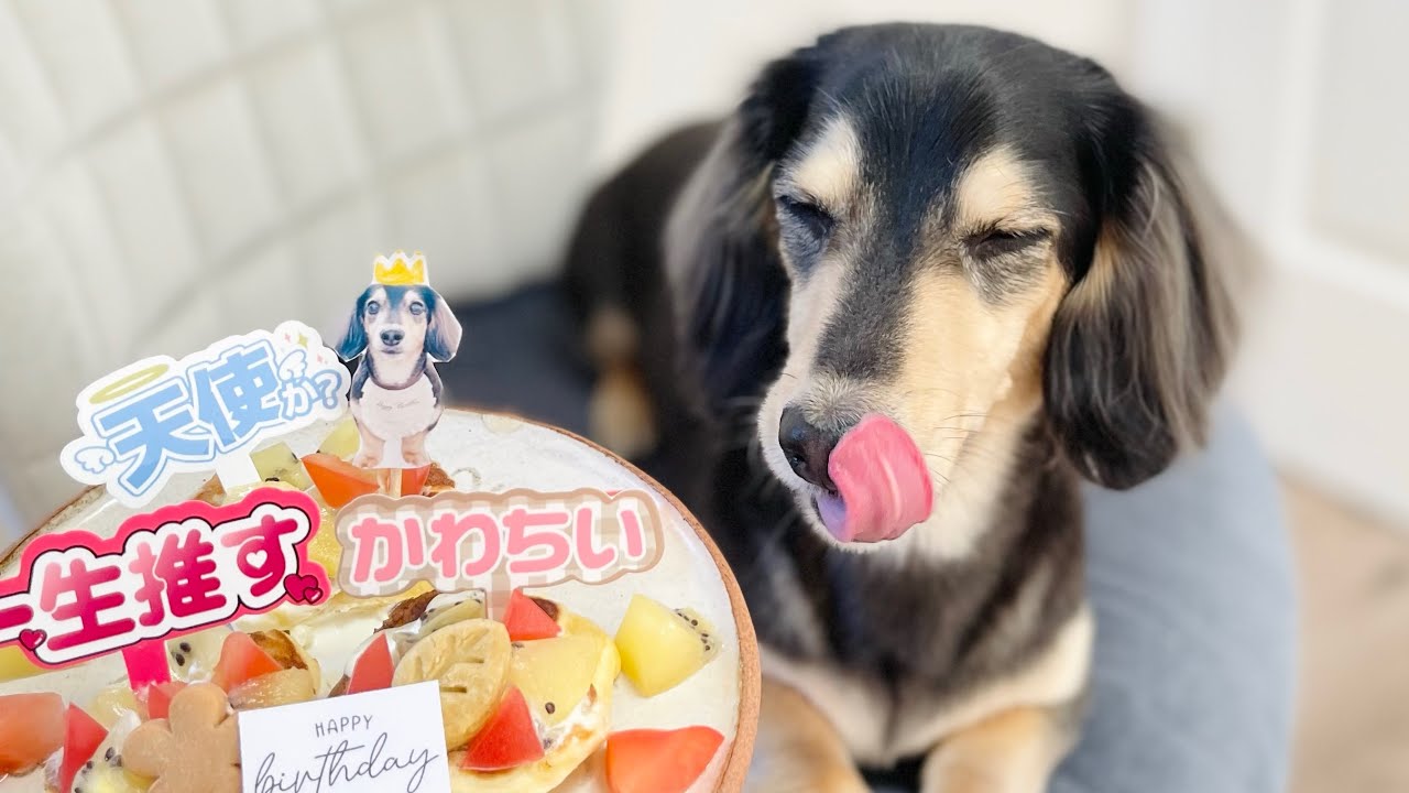 パーティーの最中に寝てしまうダックスフンド。