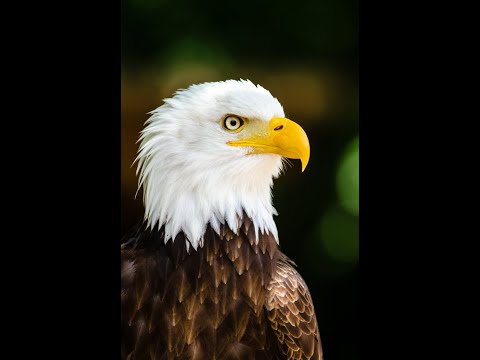 Rise of Antiochus Epiphanes by Mark Oshman