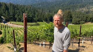 Big Basin Vineyards’ David Johnson Explains What Makes the Santa Cruz Mountains Unique