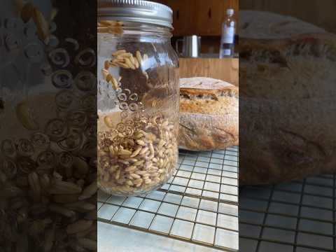 DIY Sprouted grain Sourdough Bread    #sourdough #sprouted #wholegrain #ancientgrains