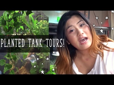 FISH TANK TOURS || Betta Fish Planted Tanks