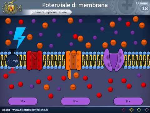 Cytology 18 - Membrane potential