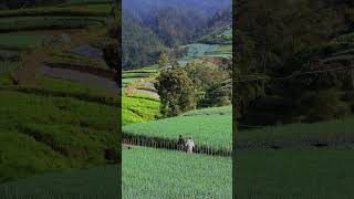 Download lagu Video Mentahan Pemandangan pasangan romantis di perbukitan hijau #videomentahan mp3