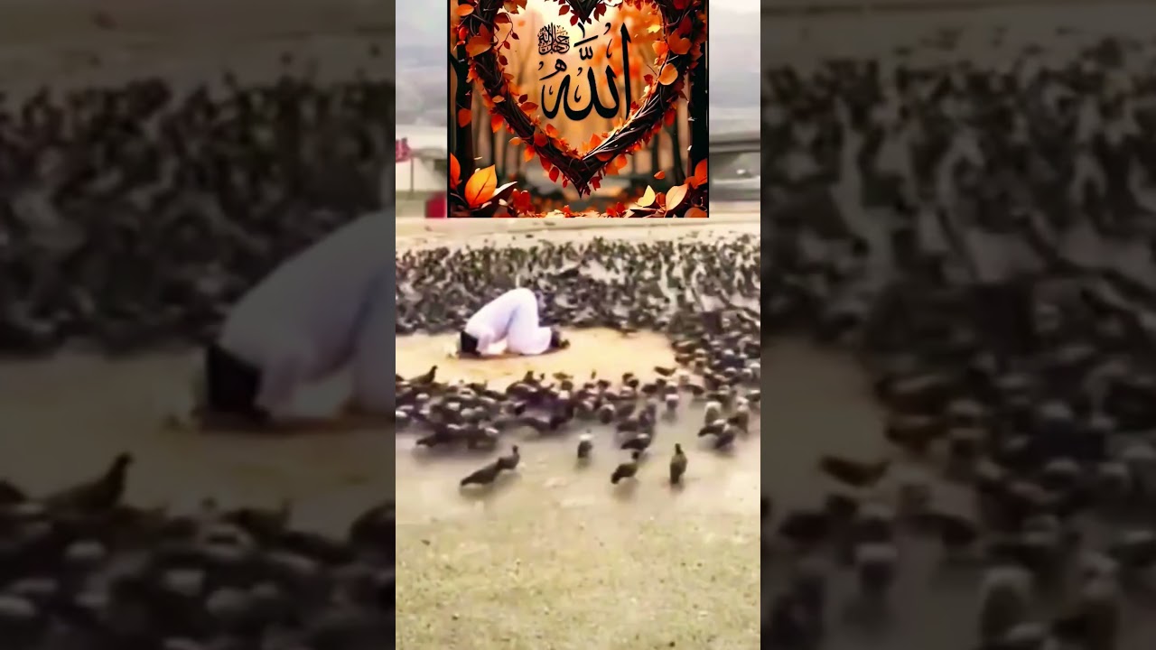 #islamic #quran #duet #hearttouching #beautiful #video🤲🥰🤲 #trending #trendingshorts #explore