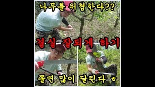 대추농사 대추결실 잘되게 하는 방법중 박피와 나무위협하기에 대해서 이야기 해보았습니다  Jujube farm…