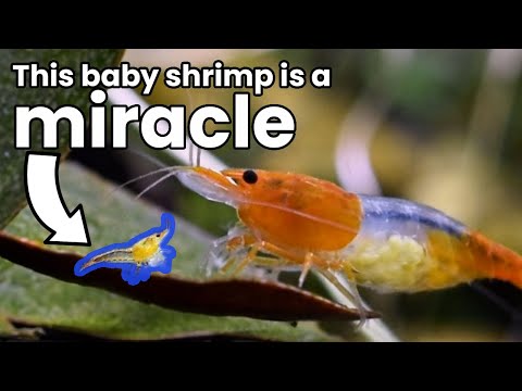 A Scientific Dive Into The Cherry Shrimp Lifecycle (New information!)