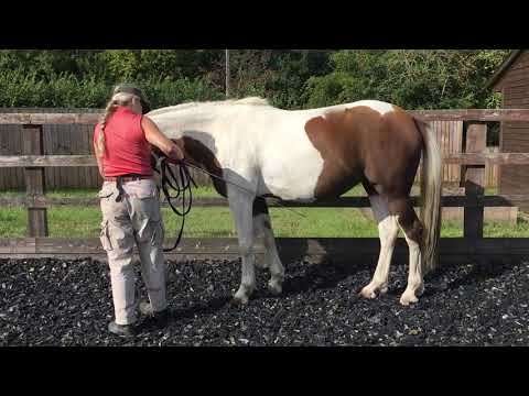 straightness training with Heidi 8/19, shoulder fore
