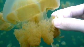 帛琉浮潛 水母湖 Snorkeling in Palau jellyfish lake HD