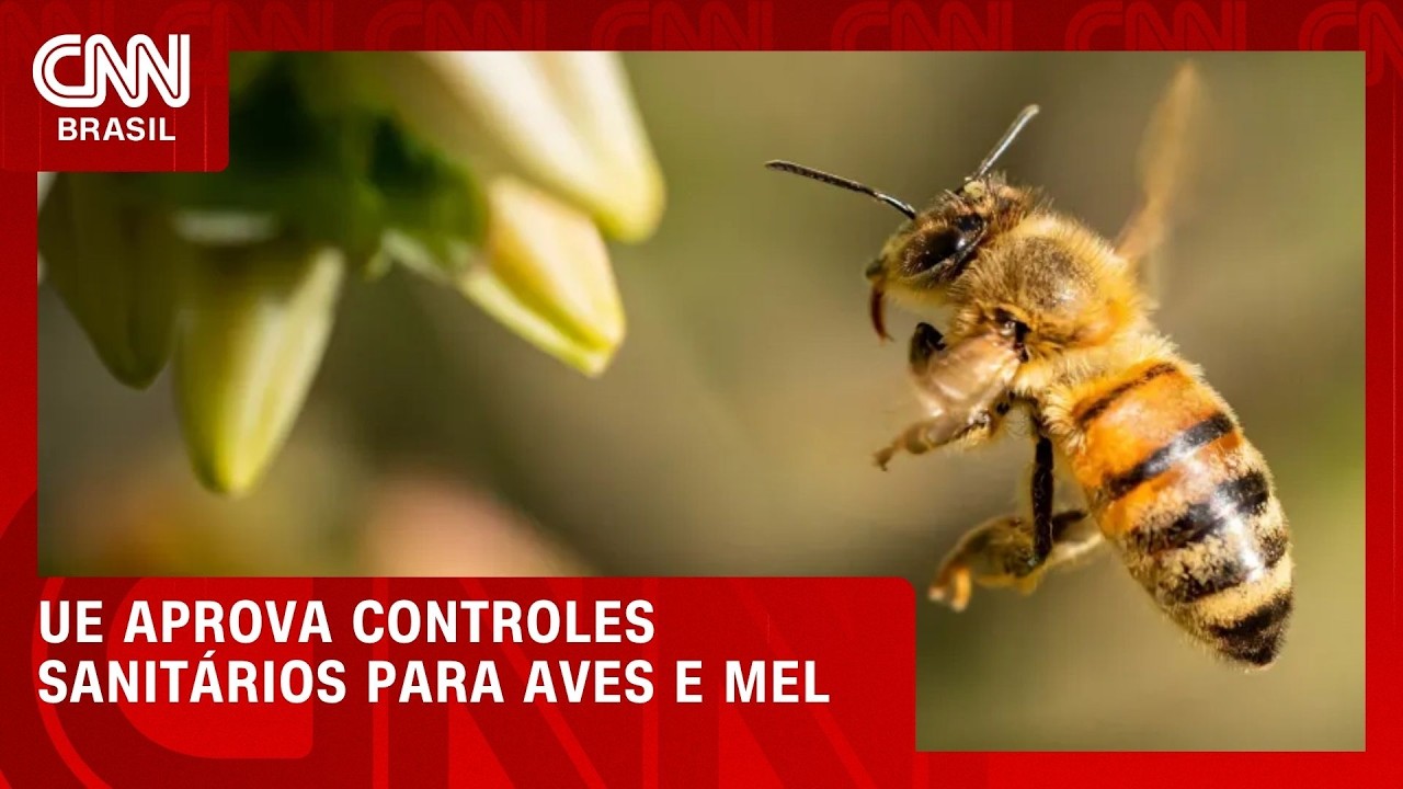 UE aprova controles sanitários do Brasil para aves e mel, diz ministro | CNN AGRO NEWS