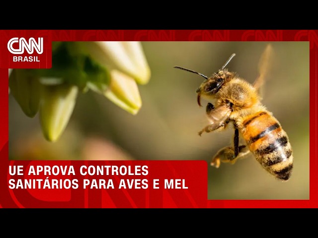 UE aprova controles sanitários do Brasil para aves e mel, diz ministro | CNN AGRO NEWS