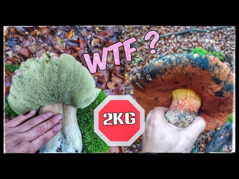 Im Land der Riesen | Gigantische Steinpilze und Hexenröhrlinge im Taunus | 16.Oktober | HD