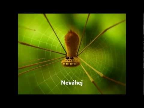 ze života hmyzu.wmv