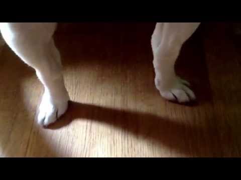 Pieseł Baletnicą XD