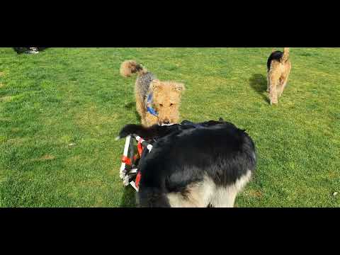 disabled paraplegic kelpie dog protected from Airdale by german shepherd bodyguard