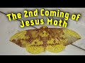 The 2nd Coming Of Jesus Moth