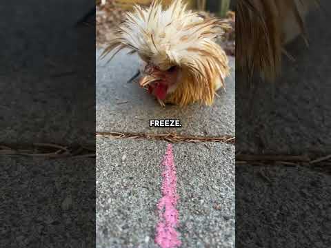 鶏が一番変だという証拠