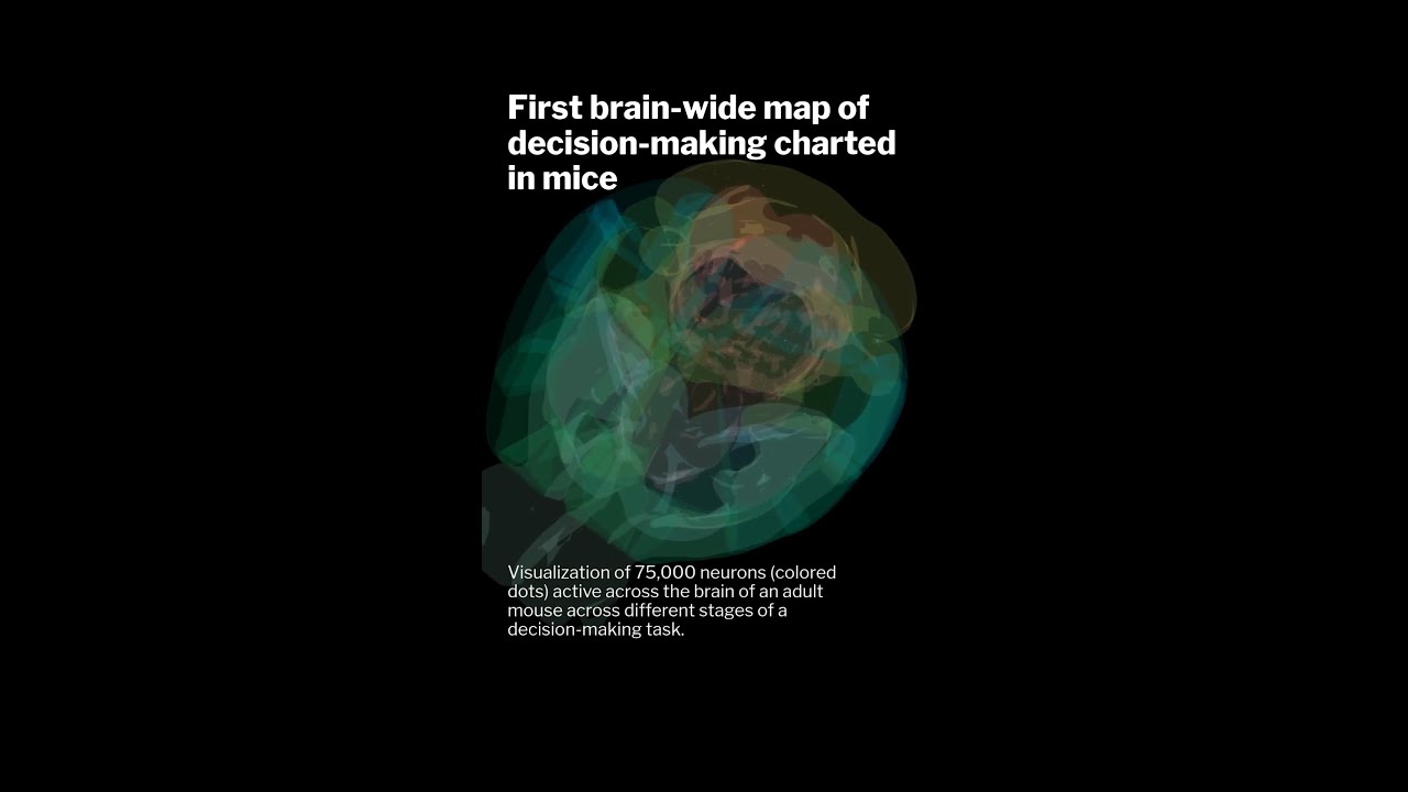 First brain-wide map of decision-making charted in mice