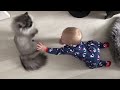 VIDIO KOMPILASI BAYI DAN KUCING BERANTEM APA BERTEMEN TONTON AJA UDAH
