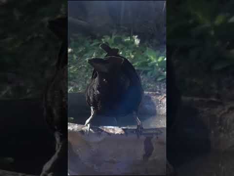 Birdday 211 Tordo renegrido Torcacita 1709 25