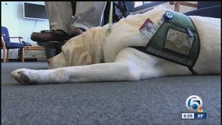 New law: Fake server animal owners get jail time