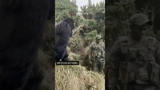 🦍what are you looking at?👀😂 #voiceover #comedy #funny #wild #gorilla #vs #soldier #animals #jungle