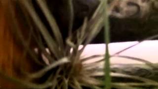 Cocteau Twins - Wolf In The Breast