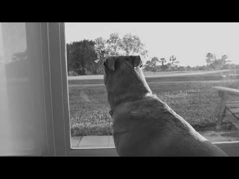 It's a Dog-Eat-Dog World -- A Short Comedy Film