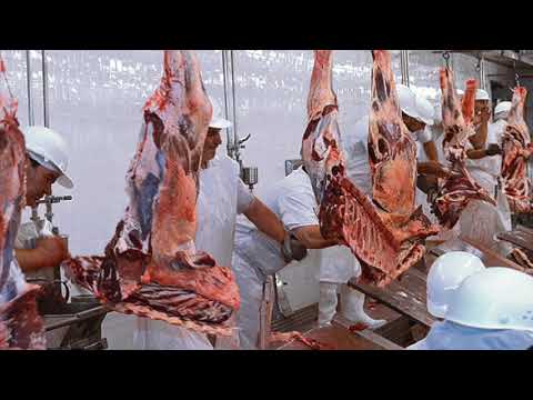 Faena de vacunos cae un 23% y se ubica en las 36.188 cabezas