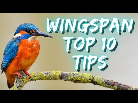 Top 10 tips for Wingspan!