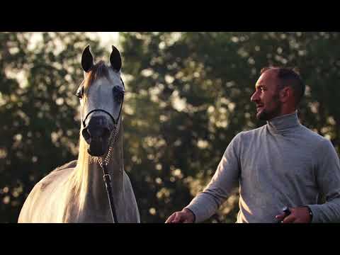 LADY JAYNE X - (AJ Elaf x HA Lady Freya), 2021 Filly