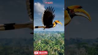 Download lagu beginilah penampakan burung enggang khas Kalimantan #shorts #ai #burung #enggang #shortsfeed #fyp mp3 Download lagu beginilah penampakan burung enggang khas Kalimantan #shorts #ai #burung #enggang #shortsfeed #fyp mp3