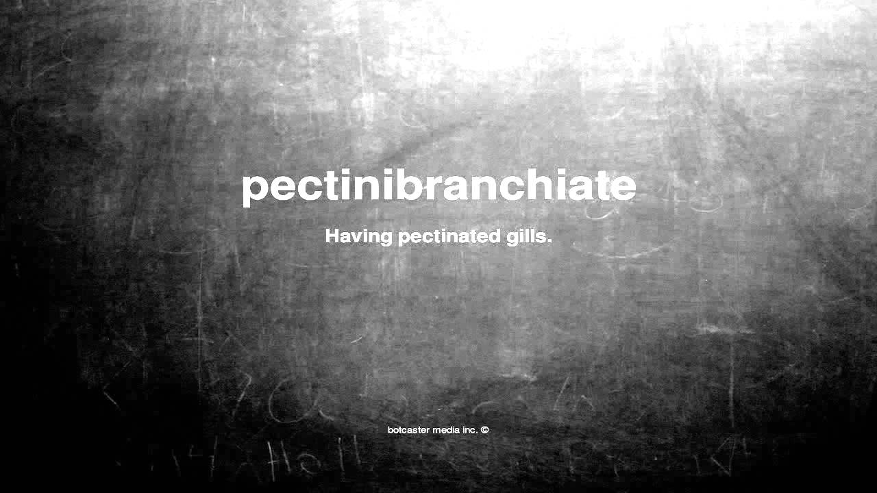 What does pectinibranchiate mean