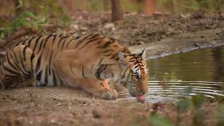 preview picture of video 'Jungles of Central India | Land of Mowgli'