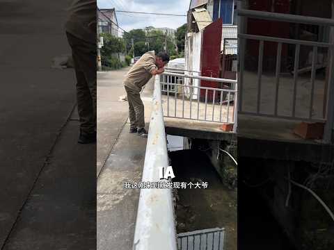 akhirnya legenda ikan hias memberikan petunjuk #hiburan #faktaunik #shorts