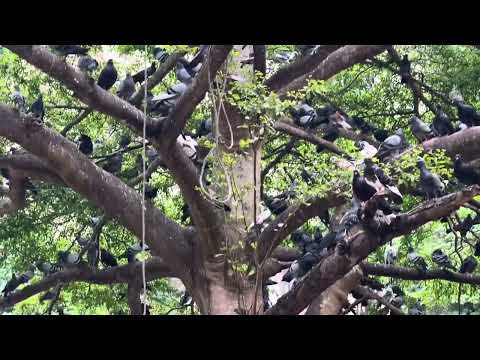 Pigeons at Batu Cave