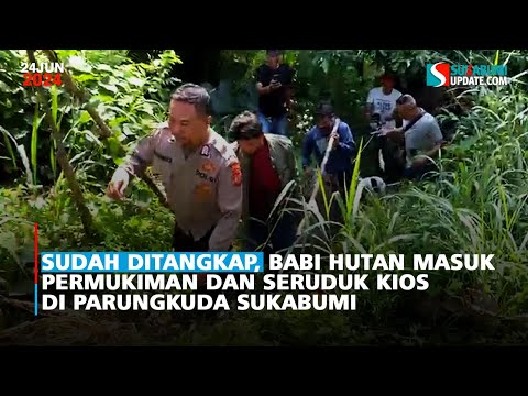 Sudah Ditangkap, Babi Hutan Masuk Permukiman dan Seruduk Kios di Parungkuda Sukabumi