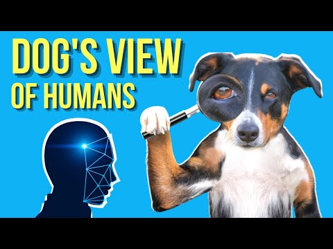 YouTube video about: Do dogs think about cars?