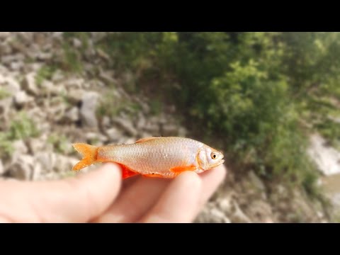 MICRO FISHING In a Small Creek!