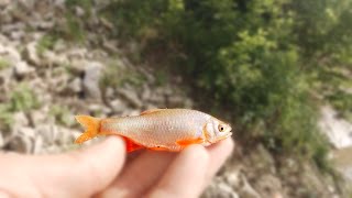 MICRO FISHING In a Small Creek!
