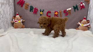 トイプードルの動画01