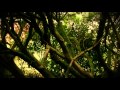 Hen Llan - Sharron Kraus
