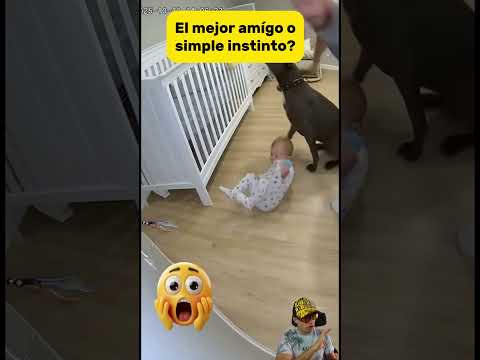 The dog who saved a baby in seconds 🐶💡 | Incredible reaction